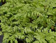 kapraď - Dryopteris dilatata (austriaca)