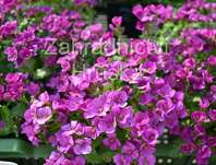 Arabis caucasica Little Treasure Deep Rose