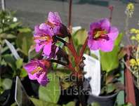 Bergenia cordifolia Winterglut