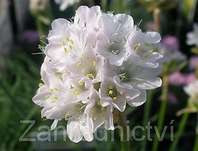 Armeria maritima Armanda White