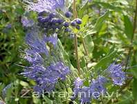 ořechoplodec - Caryopteris clandonensis 'Worchester Gold'