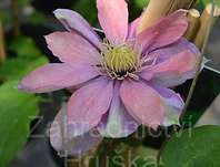 plamének - Clematis 'Little Mermaid'