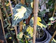 bean popnav Goldheart - Hedera helix Goldheart