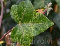 břečťan - Hedera helix 'Profesor Seneta'