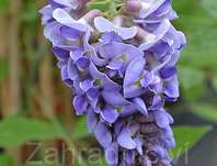 vistárie - Wisteria frutescens 'Amethyst Falls'