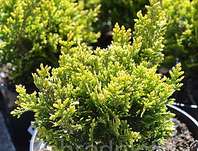 zerav - Thuja plicata 'Little Boy'