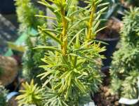 tis - Taxus baccata 'David'