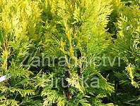 zerav - Thuja plicata '4every Gold'