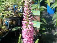 Veronica spicata Rosa Zwerg