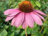 Echinacea purpurea Praire Splendor Comp. Dark Rose