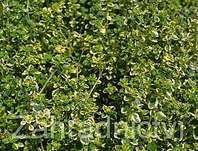 Thymus Lemon King Variegated