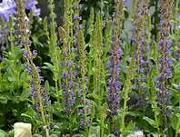 Salvia nemorosa Ostfriesland