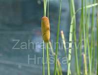 Typha laxmanii