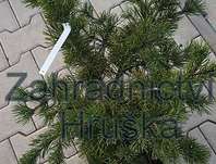 Borovice - Pinus mugo 'Krauskopf'