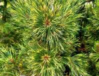 Borovice - Pinus mugo 'Sunshine'.