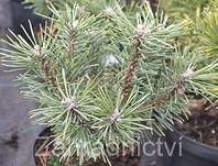 Borovice - Pinus mugo 'Little Lady'