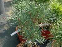 Borovice - Pinus sylvestris 'Compresa'