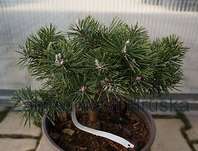 Borovice - Pinus rotundata 'Savajské Alpy'