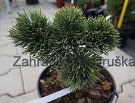 Borovice - Pinus mugo 'Jacobsen'.