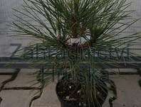 Borovice - Pinus nigra 'Nana Wurstle'