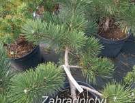 Borovice - Pinus nigra 'Grasse'