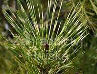Borovice - Pinus densiflora 'Oculus Draconis'...
