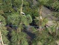 Borovice - Pinus densiflora 'Pendula'