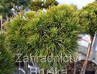 Borovice - Pinus mugo 'Varela' KM