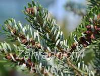 jedle - Abies koreana 'Silwer Star'.