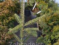 jedle - Abies balsamea 'Aurea'