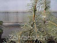 jedle - Abies concolor 'Blue Cloak'