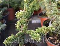 jedle - Abies procera 'Sherwood'