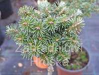 jedle - Abies koreana 'Blaue Eskimo'. KM