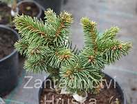 smrk - Picea abies 'Kerschbaumayer'