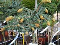 smrk - Picea pungens 'Herman Naue' KM