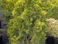 zerav - Thuja occ. 'Golden Smaragd'...