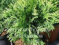 zerav - Thuja occ. 'Danica'