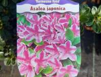 Azalea japonica 'Kermesina Rose'
