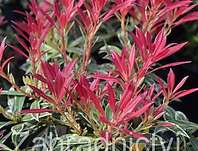 Pieris japonica 'Flaming Silver'