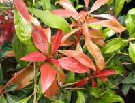 Pieris japonica 'Mountain Fire'