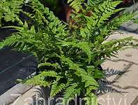 kapradina - Polystichum tsus-simense