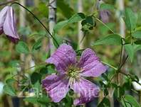 plamének - Clematis 'Krakowiak'