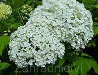 hortenzie - Hydrangea arborescens 'Anabelle'