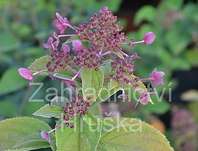 hortenzie - Hydrangea paniculata 'Wims Red'