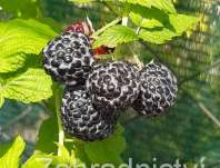 ostružiník maliník Black Jewell - Rubus idaeus Black Jewell