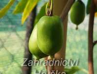 kiwi - Actinidia Issai