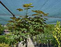 javor - Acer pseudoplatanus 'Brilliantissimum'