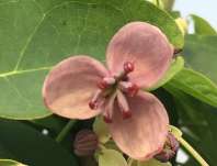 akebie - Akebia quinata 'Silver Bells'.