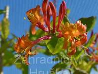 zimolez - Lonicera heckrottii 'American Beauty'