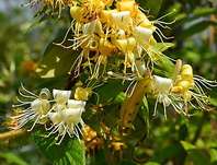 zimolez - Lonicera akuminata